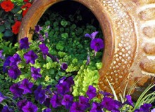 庭院小景有哪些？快來看這些！創意滿滿，定格植物之美