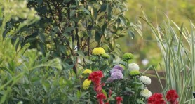 藥用植物在花境中的應用與發展