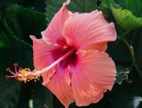 8月養(yǎng)這幾種花，花期長(zhǎng)還好養(yǎng)