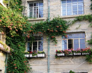 廬山植物園窗臺綠化案例