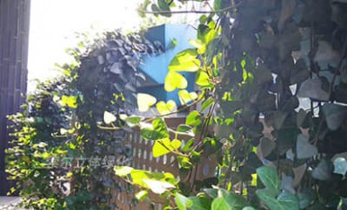 陽(yáng)臺(tái)綠化