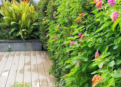 屋頂花園解決方案