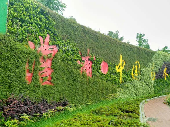 金華苗木城植物墻項目