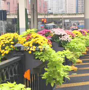 護欄綠化-雙面掛