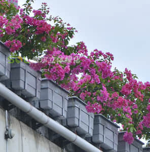 外掛式高架橋綠化