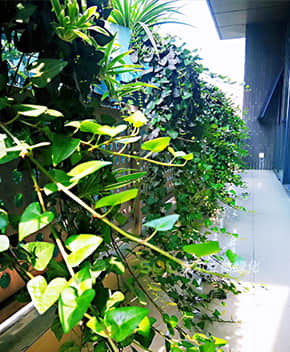 陽臺花園解決方案