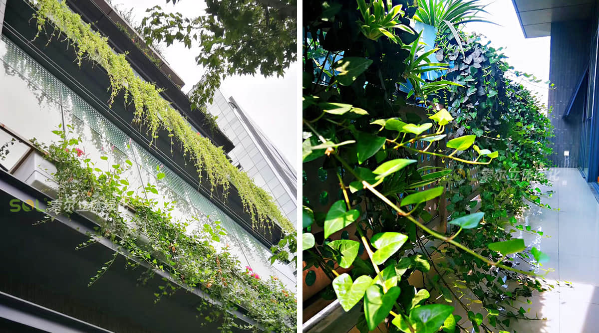索爾大樓窗陽(yáng)臺(tái)綠化美化