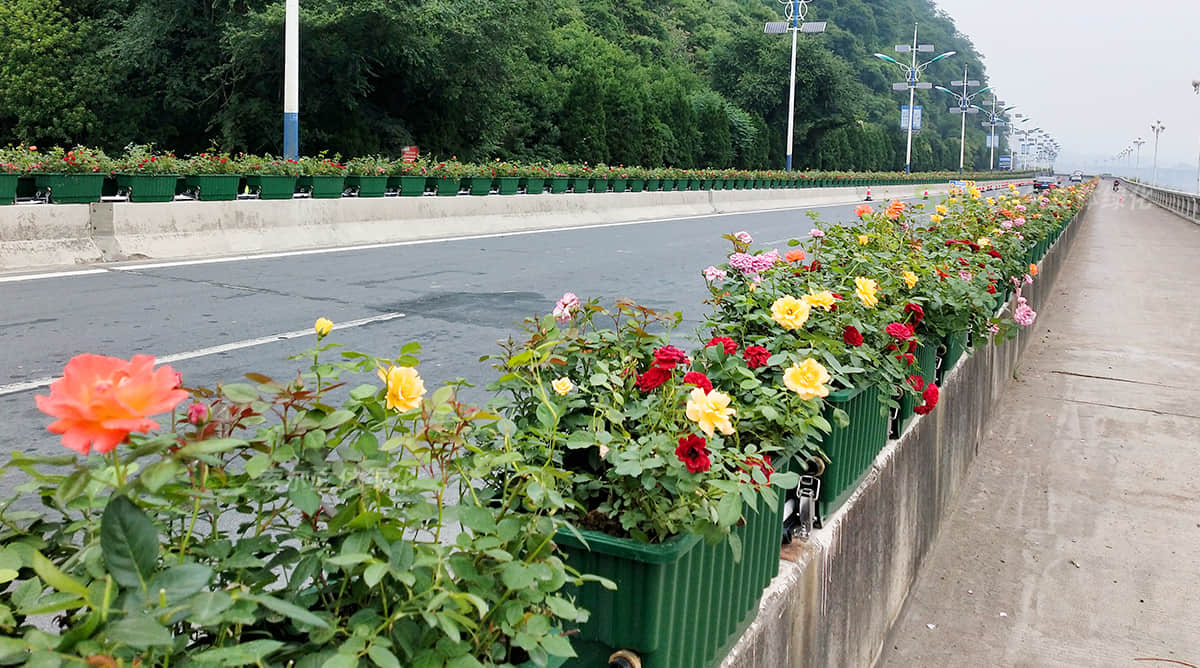 建德高架橋綠化工程項(xiàng)目
