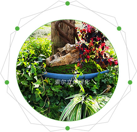 行道樹綠化的特點