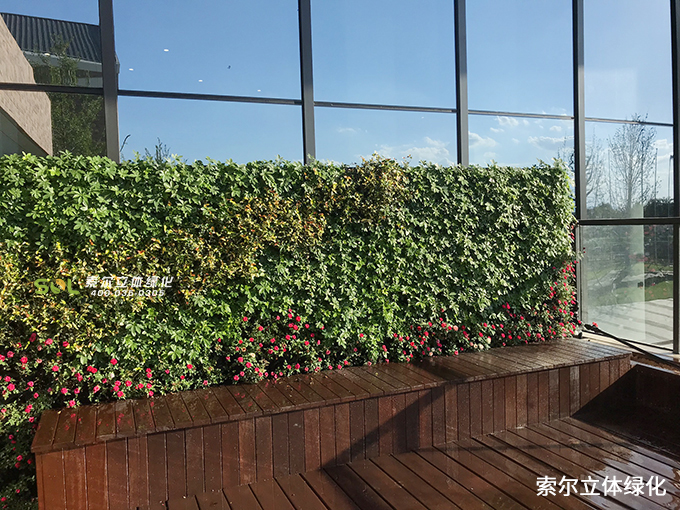 06浙江杭州余杭區中泰街道人大附中5012植物墻項目 (1).jpg