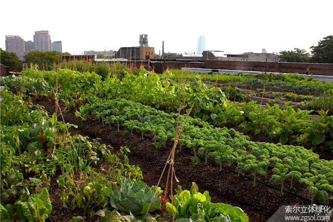 24屋頂菜園 (1).jpg