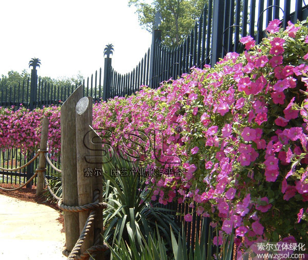 23護欄綠化 (4).jpg